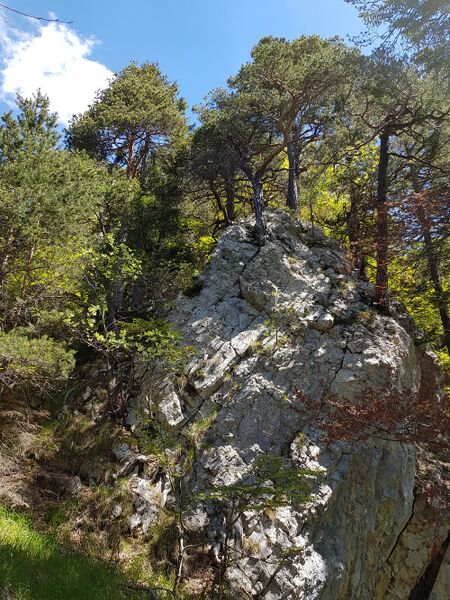 File:Ancient and Primeval Beech 03.jpg