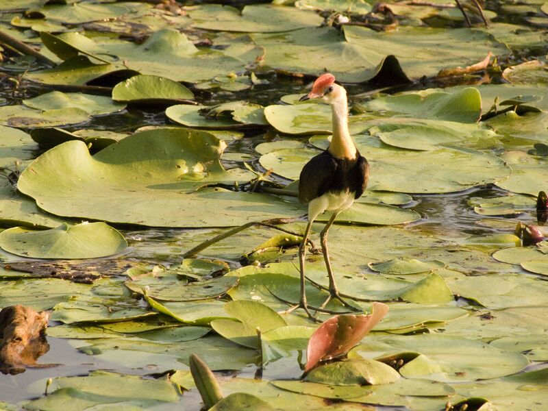File:Kakadu National Park2.jpg