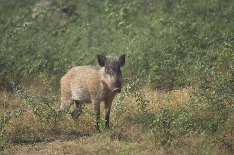 File:Keoladeo5.jpg