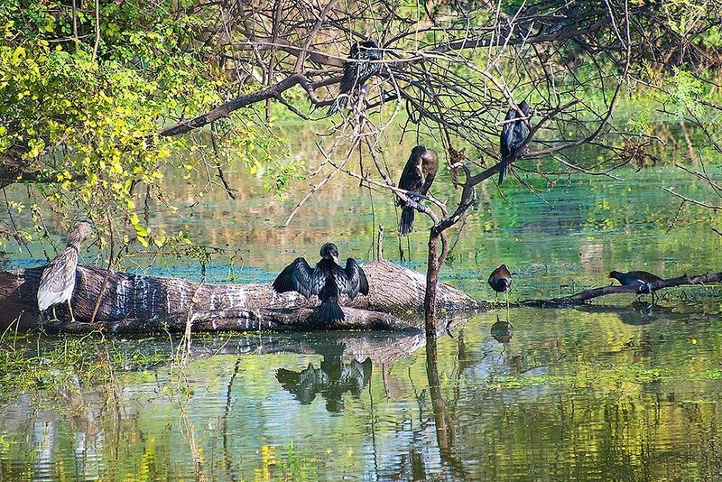 File:Keoladeo3.jpg