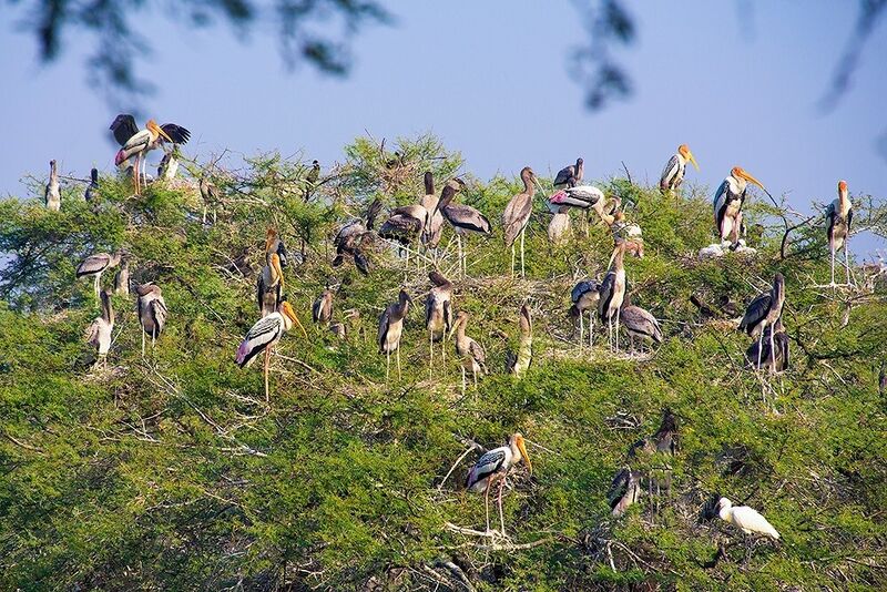 File:Keoladeo1.jpg