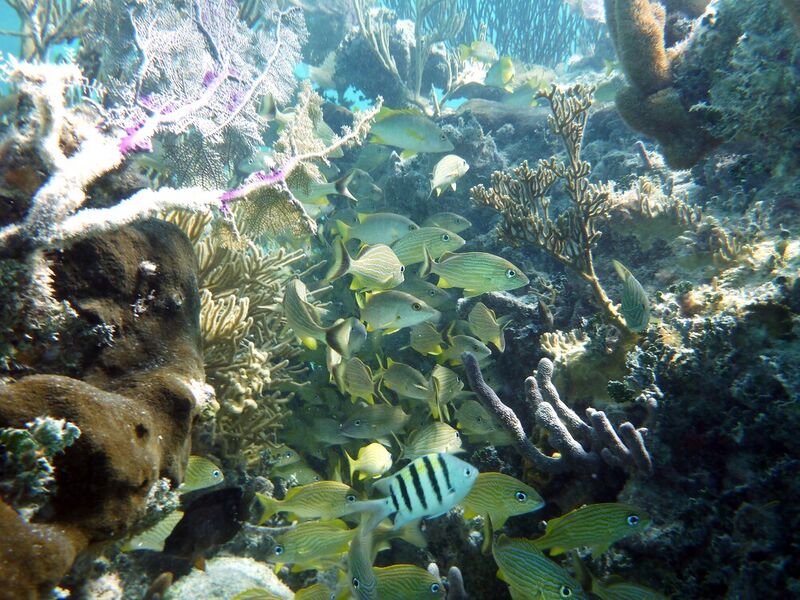 File:Belize Barrier Reef Reserve System.jpg